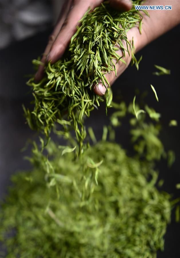 Premium Bio Matcha Pulver - Zeremonie Qualität